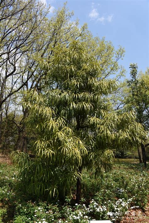 百日青樹|维基百科:臺灣教育專案/臺大植物分類學 (106